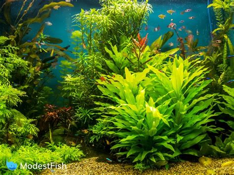 10 Best Aquarium Plant Fertilizer: Types & How to Choose (2021 Reviews)