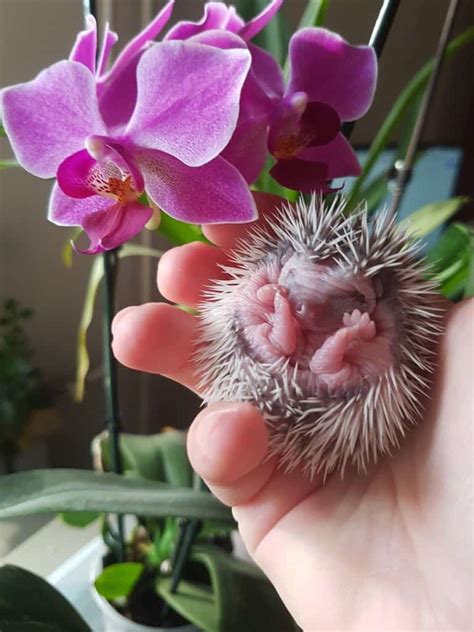 How to Feed a Baby Hedgehog - Heavenly Hedgies