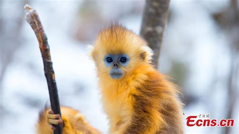 Population of golden snub-nosed monkey in Shennongjia National Park increases