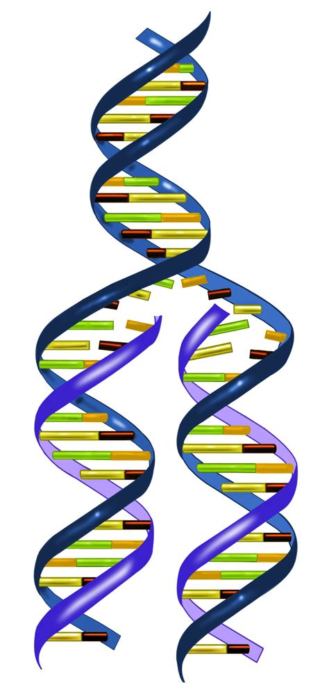 Biotechnology: Basic Rules of DNA Replication | Dna replication ...