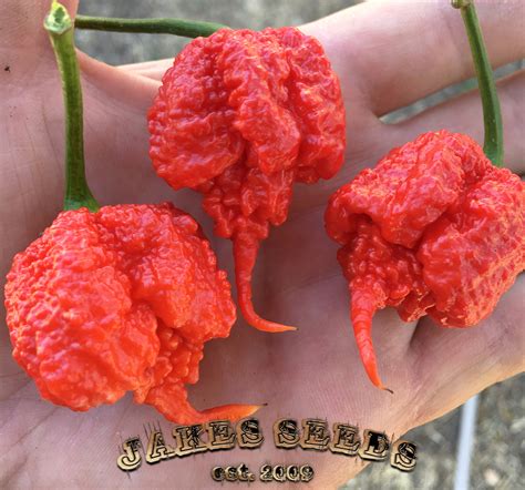 Carolina Reaper Pepper Seeds (Worlds Hottest) - Jake's Seeds