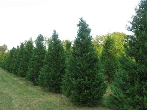 Christmas Tree Farms in Tennessee - Home | Facebook