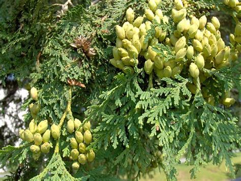 Northern White Cedar cones | Homer Edward Price | Flickr