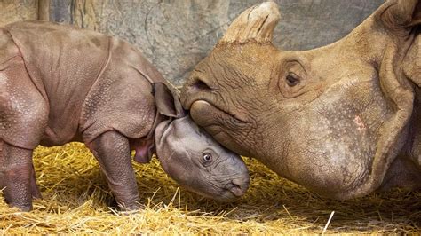 Naissance de bébé rhinocéros en direct - ZAPPING SAUVAGE - YouTube