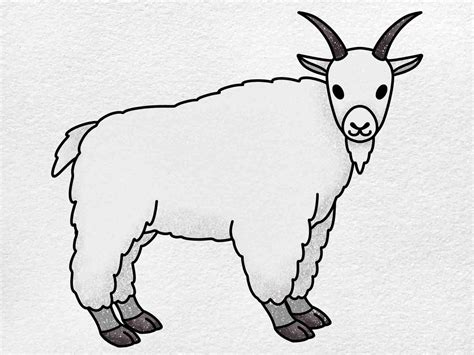 How to Draw a Mountain Goat - HelloArtsy