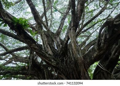 Giant Banyan Ancient Trees Stock Photo 741132094 | Shutterstock