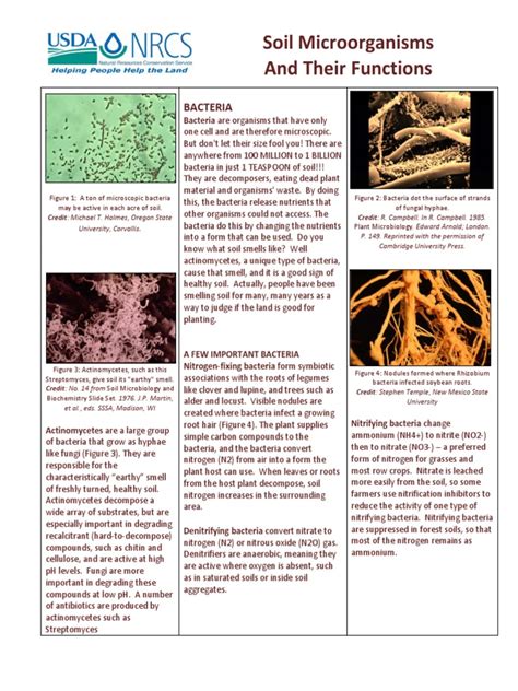 Soil Microorganisms and Their Functions | Soil | Organisms