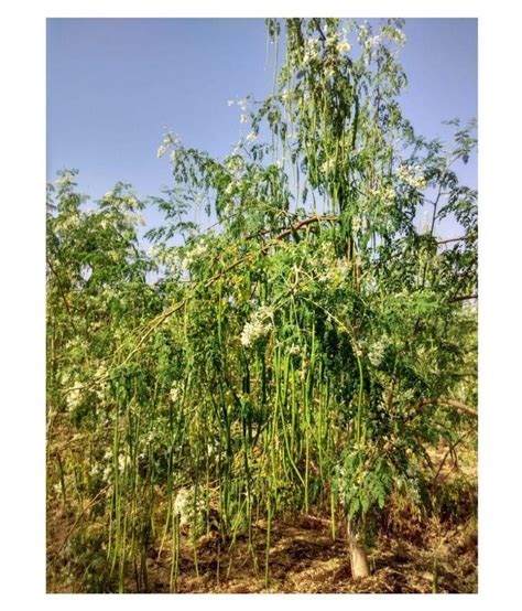 SK ORGANIC Moringa Seeds PKM1 Drumstick Seeds (Sahjan ki falli,Saragavo ...