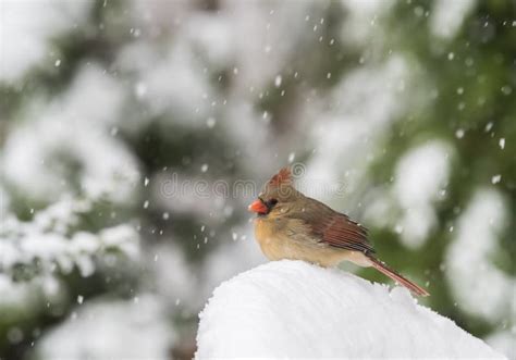 Northern Cardinal in Snow stock image. Image of female - 65717971