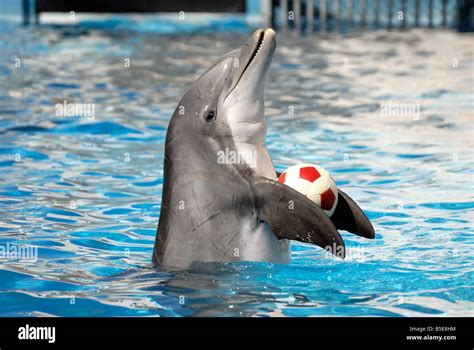 Dolphin playing with a ball Stock Photo - Alamy