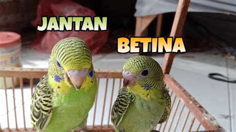 CARA MEMBEDAKAN BURUNG PARKIT JANTAN DAN BETINA. - YouTube