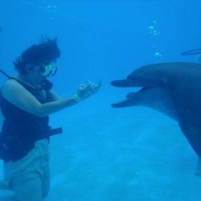 Dolphin Dive Experience | Dolphins, Sea creatures, Animals