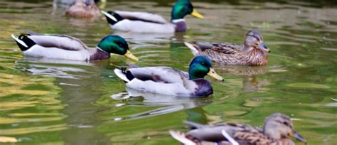 5 Great Yorkshire Duck Ponds - I'm From Yorkshire