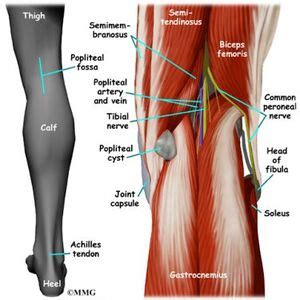 Posterior Knee Anatomy