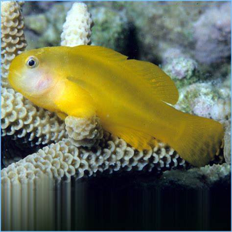 Yellow Clown Goby or Okinawa Goby | Pete's Aquariums & Fish