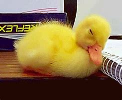 Pin on baby ducks