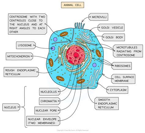 Labeled Animal Cell With Functions