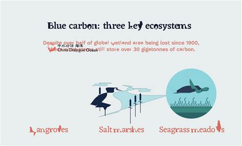 Blue carbon: How coastal ecosystems can help capture emissions