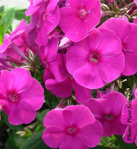 Phlox paniculata Flame Purple - Pépinière Locas