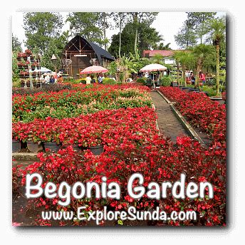 The Begonia Garden in Maribaya, Lembang Bandung