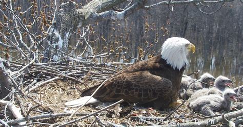 Trio Bald Eagle Nest Cam -Live | Stewards of the Upper Mississippi River Refuge