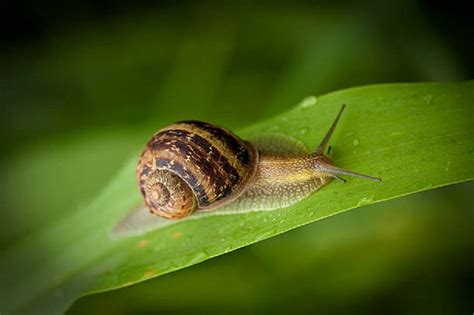 39 Awesome Helix Aspersa Snail Care - insectza