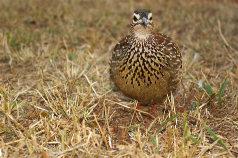 Wild Guinea Fowl - Pentax User Photo Gallery