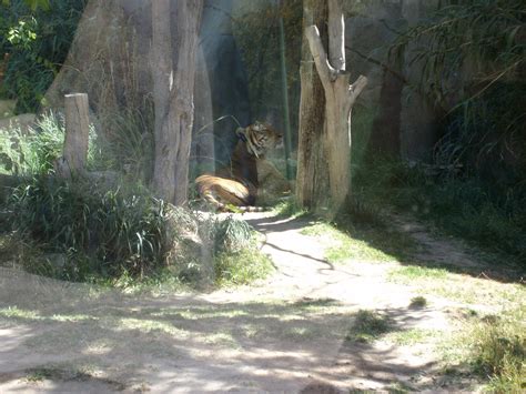 B.Shantyle: El Paso Zoo