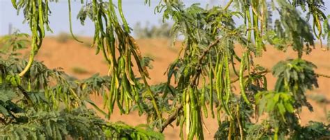 An Intro to Khejri tree : Prosopis cineraria