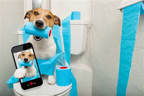 Papeis de parede Cão Smartphone Jack Russell Terrier Selfie Engraçado Animalia Humor baixar imagens