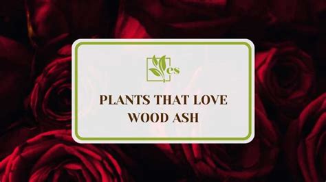 Which Plants Like Wood Ashes? 12 Plants That Love Some Ash - Evergreen ...