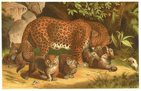 leopard mother and babies, vintage color illustration Painting Prints, Canvas Painting, Fine Art ...