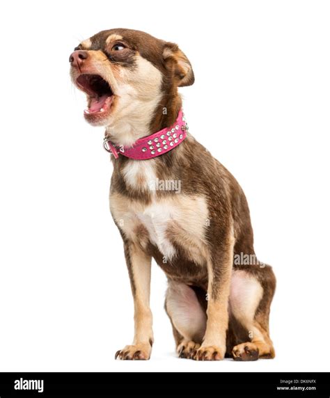 Chihuahua Barking High Resolution Stock Photography and Images - Alamy