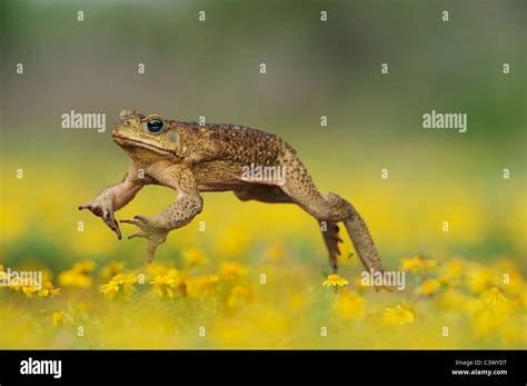 Cane Toad, Marine Toad, Giant Toad (Bufo marinus), adult jumping in Dogweed (Dyssodia ...