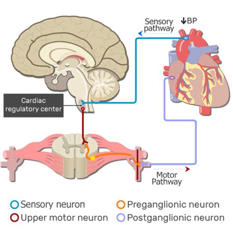 Examples of Autonomic Nervous System Pathways | GetBodySmart