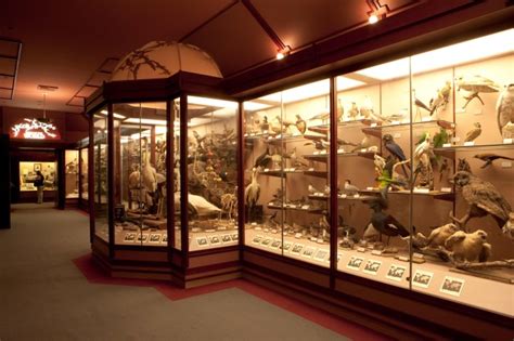 Hall of Birds | Natural History Museum