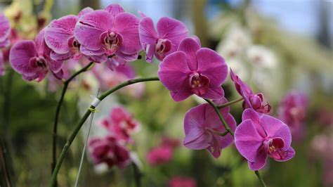 The Crucial Task You Shouldn't Skip When Bringing An Orchid Indoors For Winter
