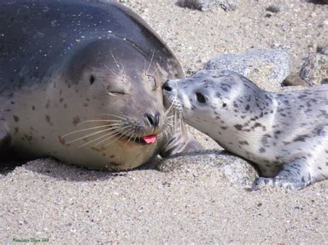 This Cute Mother And Baby Seal 🦭 🖤🤍💙🤎💚 : r/AnimalsBeingMoms