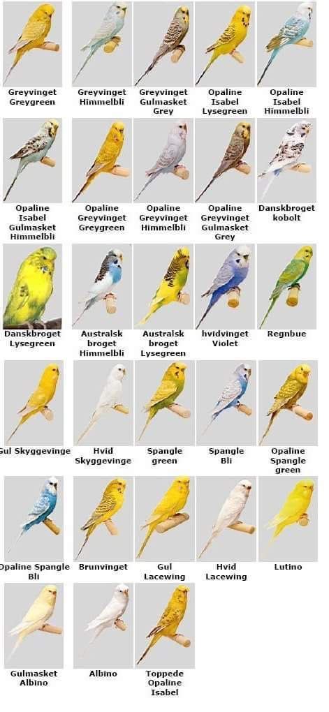 29 best Budgies (Types and Species) images on Pinterest | Budgies, Pet birds and Parrots