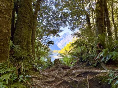 15 BEST Hikes in Milford Sound