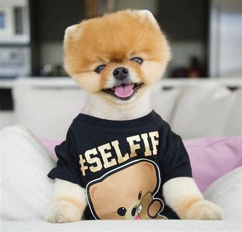 Cute Babies, Most Instagram Followers, Boo Puppy, Jiff Pom, Baby ...