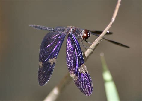 Earth and World 2021 - Popular Magazine | Beautiful dragonfly ...