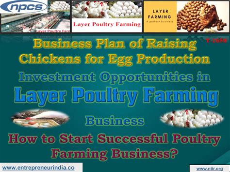 chicken egg production business plan pdf