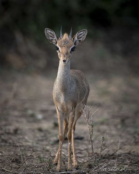 Elsen Karstad's 'Pic-A-Day Kenya': Dik-Dik Antelope, Northern Kenya