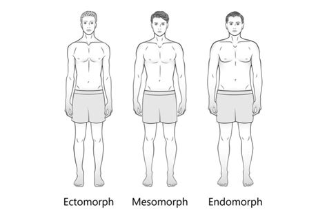 The Three Male Body Types: Ectomorph, Mesomorph, Endomorph