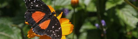 Florida Butterfly Garden - Solutions for Your Life - University of Florida, Institute of Food ...