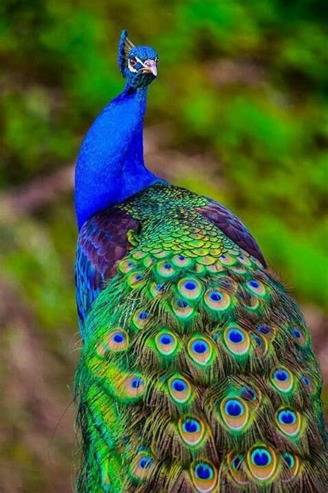 Beautiful | Beautiful birds, Colorful birds, Pretty birds