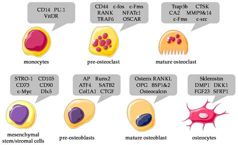 IJMS | Free Full-Text | From the Clinical Problem to the Basic Research ...