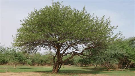 How Acacia Senegal trees change the lives and roles of women in a Sudanese village