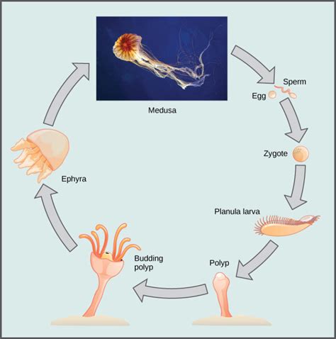 Phylum Cnidaria | Biology for Majors II